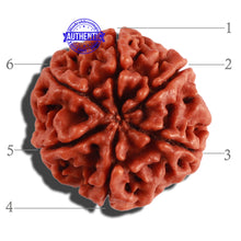 Load image into Gallery viewer, 6 Mukhi Rudraksha from Nepal - Bead No. 277
