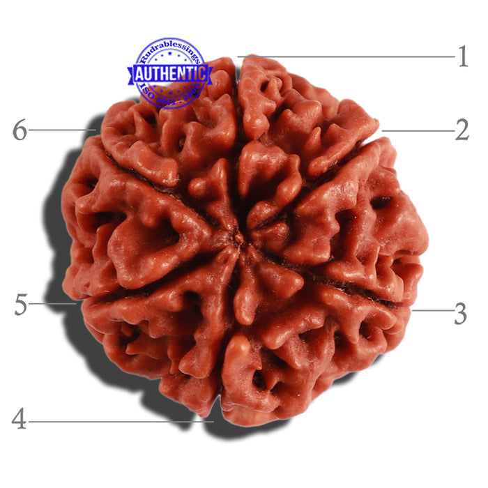6 Mukhi Rudraksha from Nepal - Bead No. 277