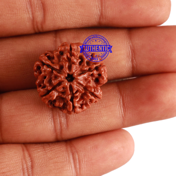 6 Mukhi Rudraksha from Nepal - Bead No. 278