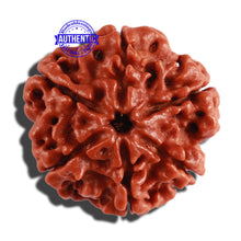 Load image into Gallery viewer, 6 Mukhi Rudraksha from Nepal - Bead No. 278

