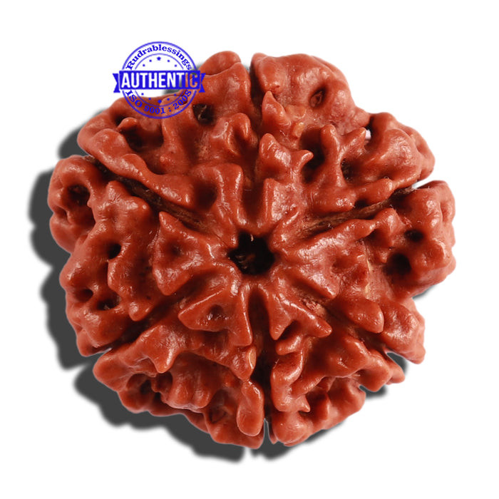 6 Mukhi Rudraksha from Nepal - Bead No. 278