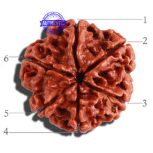 Load image into Gallery viewer, 6 Mukhi Rudraksha from Nepal - Bead No. 278
