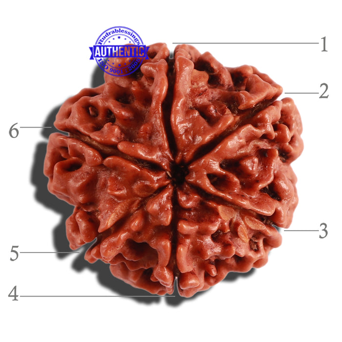 6 Mukhi Rudraksha from Nepal - Bead No. 278