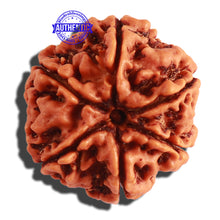 Load image into Gallery viewer, 6 Mukhi Rudraksha from Nepal - Bead No 279
