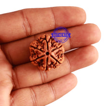 Load image into Gallery viewer, 6 Mukhi Rudraksha from Nepal - Bead No 279
