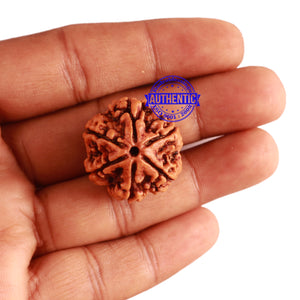 6 Mukhi Rudraksha from Nepal - Bead No 279
