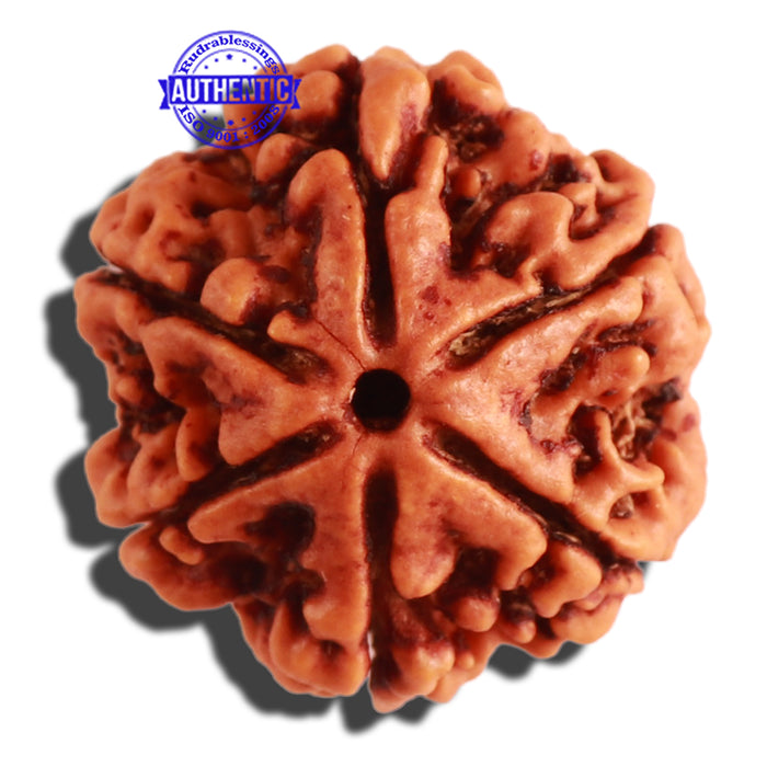 6 Mukhi Rudraksha from Nepal - Bead No 279