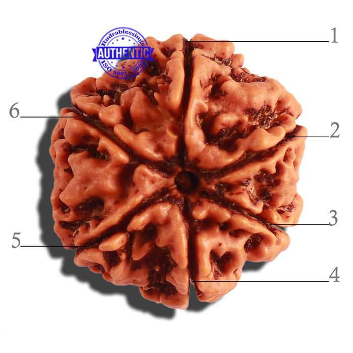 6 Mukhi Rudraksha from Nepal - Bead No 279