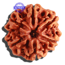 Load image into Gallery viewer, 6 Mukhi Rudraksha from Nepal - Bead No 280
