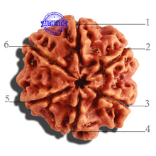 Load image into Gallery viewer, 6 Mukhi Rudraksha from Nepal - Bead No 280
