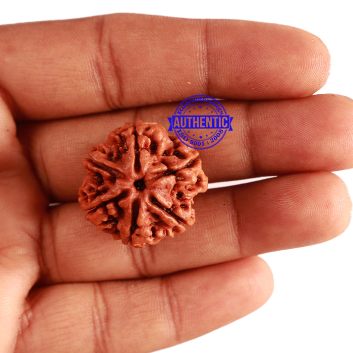 6 Mukhi Rudraksha from Nepal - Bead No 281