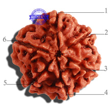Load image into Gallery viewer, 6 Mukhi Rudraksha from Nepal - Bead No 281
