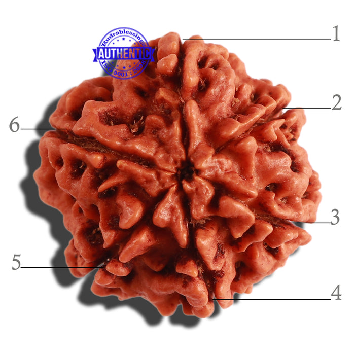 6 Mukhi Rudraksha from Nepal - Bead No 281