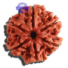 Load image into Gallery viewer, 6 Mukhi Rudraksha from Nepal - Bead No 282
