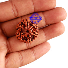 Load image into Gallery viewer, 6 Mukhi Rudraksha from Nepal - Bead No 285
