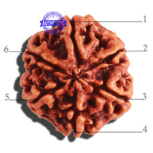 Load image into Gallery viewer, 6 Mukhi Rudraksha from Nepal - Bead No 285
