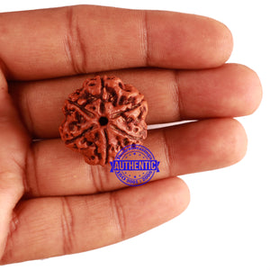 6 Mukhi Rudraksha from Nepal - Bead No 286