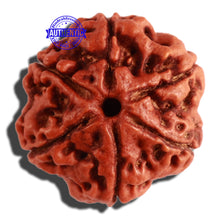 Load image into Gallery viewer, 6 Mukhi Rudraksha from Nepal - Bead No 286

