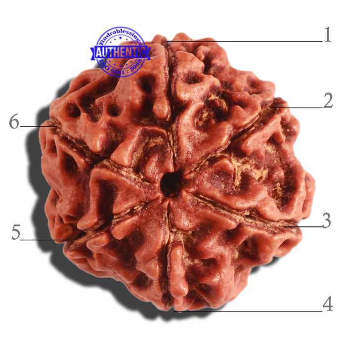 6 Mukhi Rudraksha from Nepal - Bead No 286