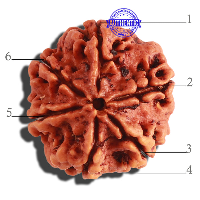 6 Mukhi Rudraksha from Nepal - Bead No 290