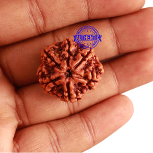 6 Mukhi Rudraksha from Nepal - Bead No 294