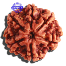 Load image into Gallery viewer, 6 Mukhi Rudraksha from Nepal - Bead No 294
