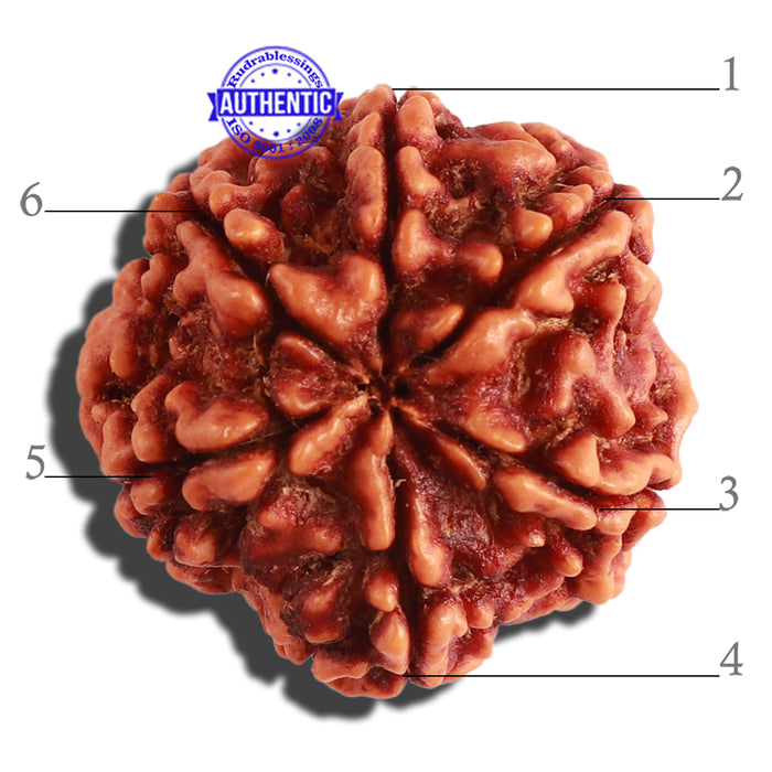 6 Mukhi Rudraksha from Nepal - Bead No 294