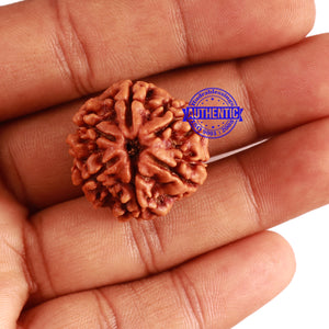 6 Mukhi Rudraksha from Nepal - Bead No 295