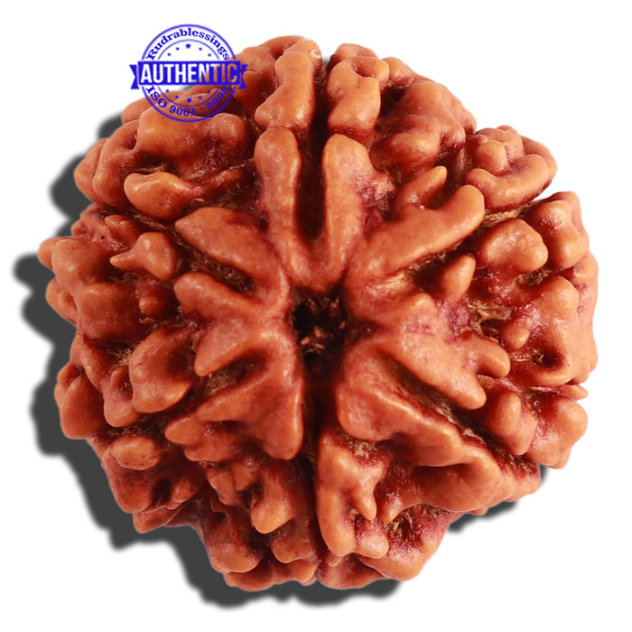 6 Mukhi Rudraksha from Nepal - Bead No 295