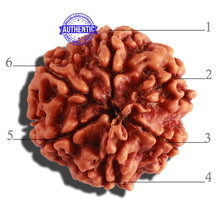 Load image into Gallery viewer, 6 Mukhi Rudraksha from Nepal - Bead No 295
