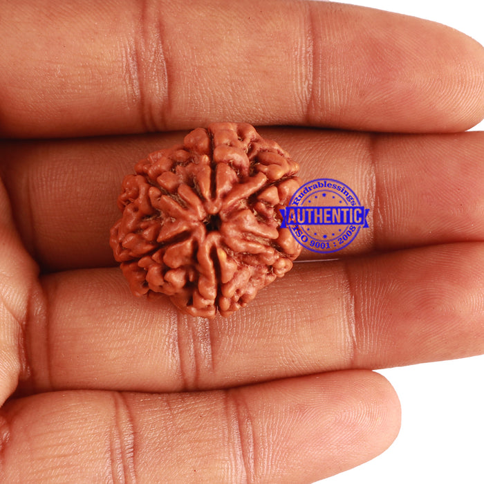 6 Mukhi Rudraksha from Nepal - Bead No 296
