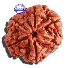 Load image into Gallery viewer, 6 Mukhi Rudraksha from Nepal - Bead No 296
