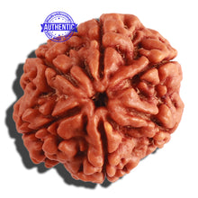Load image into Gallery viewer, 6 Mukhi Rudraksha from Nepal - Bead No 296
