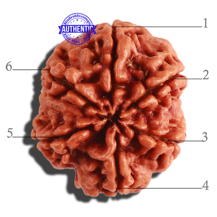 6 Mukhi Rudraksha from Nepal - Bead No 296