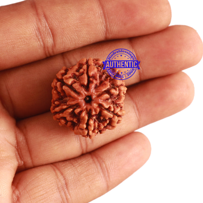 6 Mukhi Rudraksha from Nepal - Bead No 297