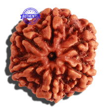 Load image into Gallery viewer, 6 Mukhi Rudraksha from Nepal - Bead No 297
