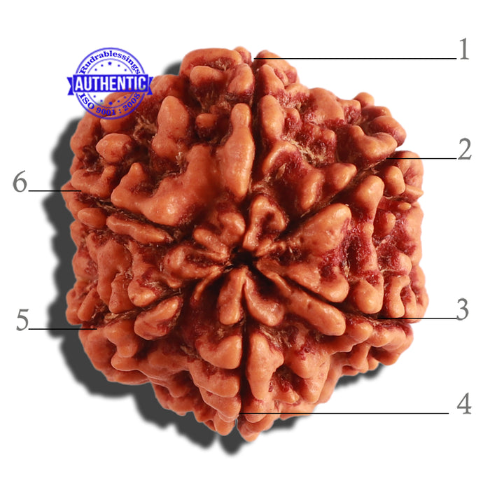 6 Mukhi Rudraksha from Nepal - Bead No 297