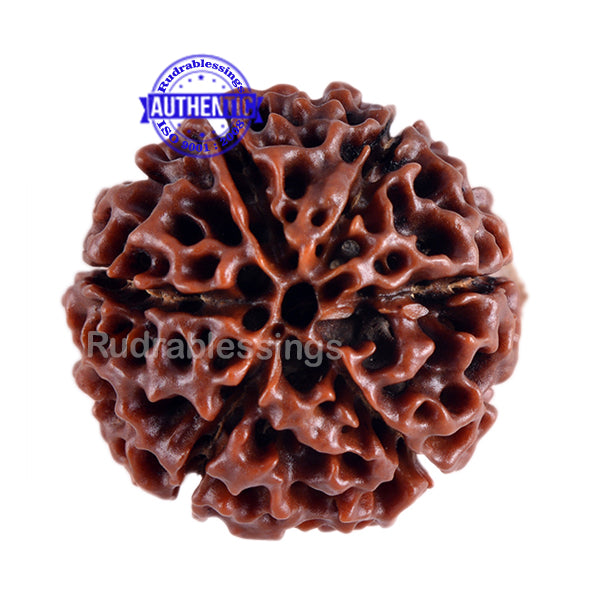 6 Mukhi Hybrid Rudraksha - Bead No. 2