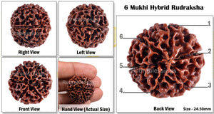 6 Mukhi Hybrid Rudraksha - Bead No. 2