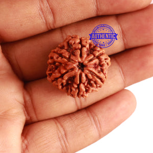 6 Mukhi Rudraksha from Nepal - Bead No 301