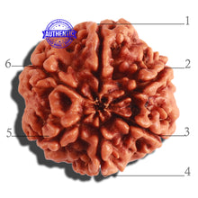 Load image into Gallery viewer, 6 Mukhi Rudraksha from Nepal - Bead No 301
