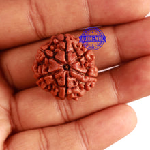 Load image into Gallery viewer, 6 Mukhi Rudraksha from Nepal - Bead No 302
