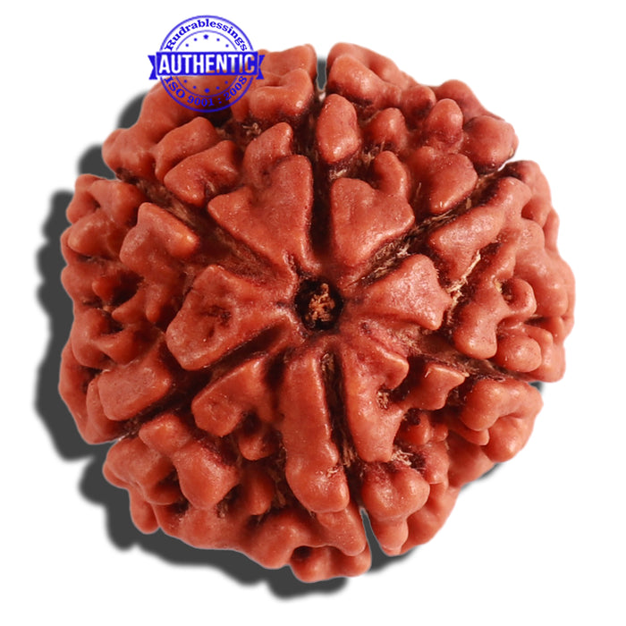 6 Mukhi Rudraksha from Nepal - Bead No 302