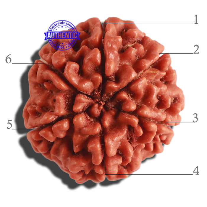 6 Mukhi Rudraksha from Nepal - Bead No 302