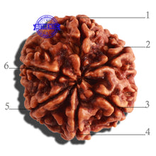 Load image into Gallery viewer, 6 Mukhi Rudraksha from Nepal - Bead No 303
