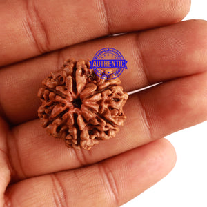 6 Mukhi Rudraksha from Nepal - Bead No 306
