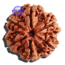 Load image into Gallery viewer, 6 Mukhi Rudraksha from Nepal - Bead No 306
