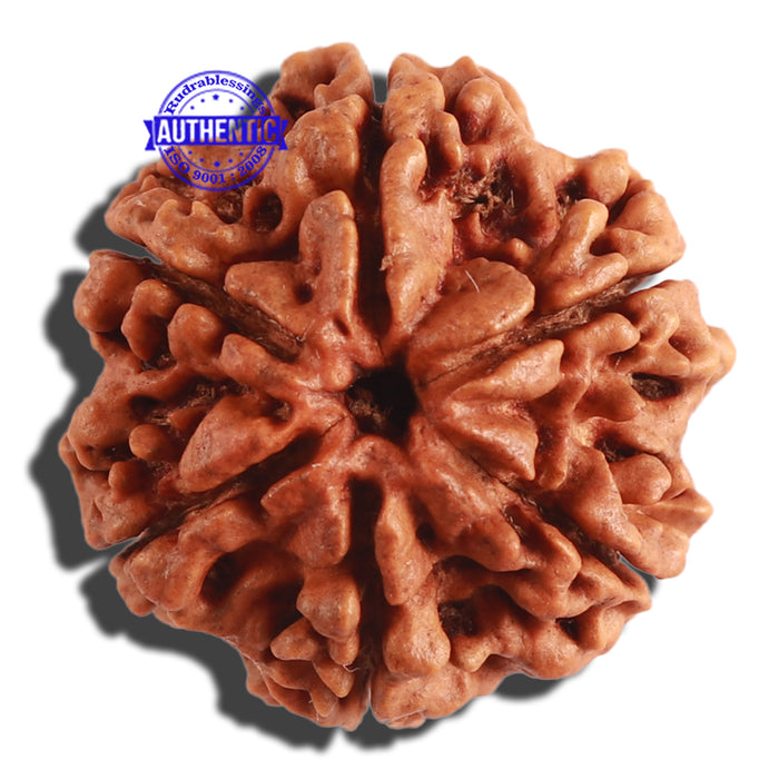 6 Mukhi Rudraksha from Nepal - Bead No 306