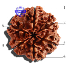 Load image into Gallery viewer, 6 Mukhi Rudraksha from Nepal - Bead No 306

