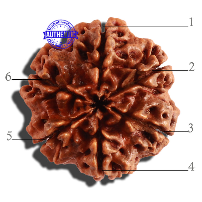 6 Mukhi Rudraksha from Nepal - Bead No 306